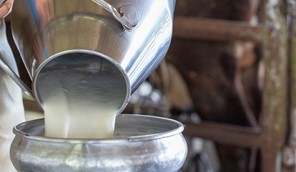 Το ξέπλυμα γάλακτος, η νοθεία, και η κτηνοτροφία
